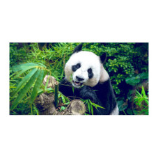 Placa decorativa bucatarie, antistropire, Urs Panda