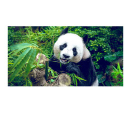 Placa decorativa bucatarie, antistropire, Urs Panda