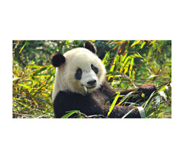 Panou protectie plita, aragaz, print UV, Ursulet Panda