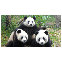 Panou decorativ bucatarie,sticla securizata, protectie plita, print UV 3 Ursi Panda