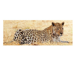 Panou bucatarie, protectie plita, aragaz, antistropire, print UV model Animal Pradator