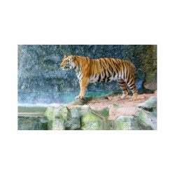 Panou bucatarie, protectie plita, aragaz, antistropire, print UV model Tigru 4