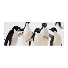 Panou bucatarie, protectie plita, aragaz, antistropire, print UV model 4 Pinguini