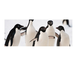 Panou bucatarie, protectie plita, aragaz, antistropire, print UV model 4 Pinguini
