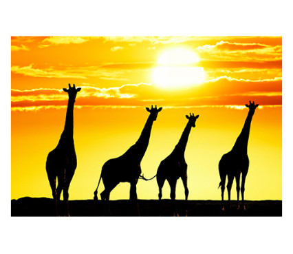 Panou bucatarie, protectie plita, aragaz, antistropire, print UV model 4 Girafe