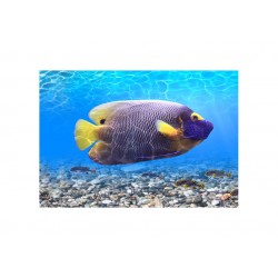 Panou bucatarie, protectie plita, aragaz, antistropire, print UV model Peste