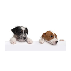 Panou bucatarie, protectie plita, aragaz, antistropire, print UV model Doi Jack Russell Terrieri