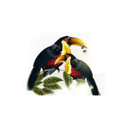 Panou bucatarie, protectie plita, aragaz, antistropire, print UV model Rainbow Toucan