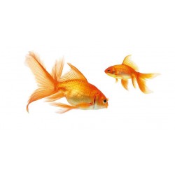 Panou bucatarie, protectie plita, aragaz, antistropire, print UV model Peste Koi Carp Gourami 