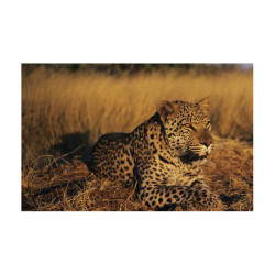 Panou bucatarie, protectie plita, aragaz, antistropire, print UV model Tigru in Salbaticie