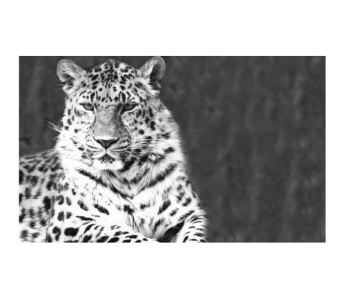 Panou protectie plita, aragaz, print UV, Tigru Alb Negru