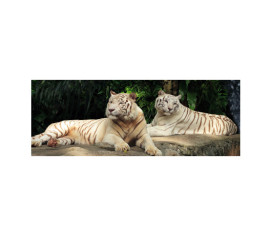 Panou bucatarie, protectie plita, aragaz, antistropire, print UV model 2 Tigri