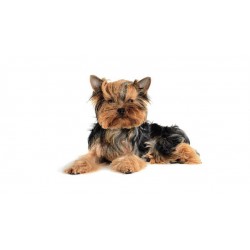 Panou bucatarie, protectie plita, aragaz, antistropire, print UV model Catel Terrier
