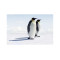 Panou bucatarie, protectie plita, aragaz, antistropire, print UV model 2 Pinguini