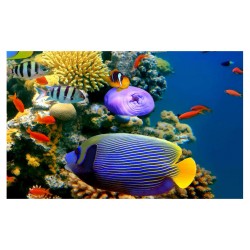 Panou bucatarie, protectie plita, aragaz, antistropire, print UV model Pesti in Ocean