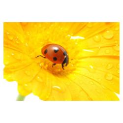 Panou bucatarie, protectie plita, aragaz, antistropire, print UV model Insecta