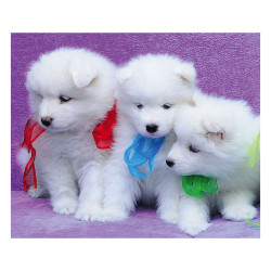 Panou bucatarie, protectie plita, aragaz, antistropire, print UV model Trei Catelusi Albi