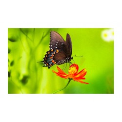 Panou bucatarie, protectie plita, aragaz, antistropire, print UV model Fluture Maro