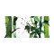 Panou bucatarie, protectie plita, aragaz, antistropire, print UV model Bambus Verde