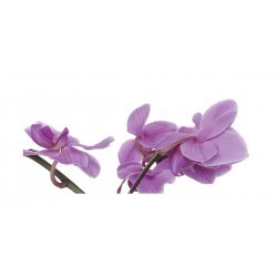 Panou bucatarie, protectie plita, aragaz, antistropire, print UV model Orhideea Cooktown