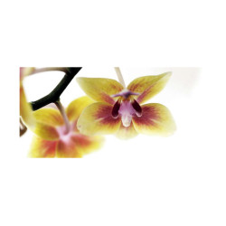 Panou bucatarie, protectie plita, aragaz, antistropire, print UV model Galben
