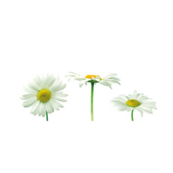 Panou bucatarie, protectie plita, aragaz, antistropire, print UV model 3 Flori De Musetel
