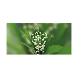 Panou bucatarie, protectie plita, aragaz, antistropire, print UV model Lacramioara