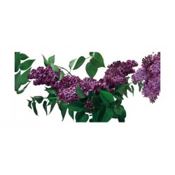 Panou bucatarie, protectie plita, aragaz, antistropire, print UV model Liliac Mov