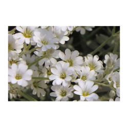 Panou bucatarie, protectie plita, aragaz, antistropire, print UV model Stellaria