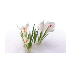 Panou bucatarie, protectie plita, aragaz, antistropire, print UV model Ghiocei