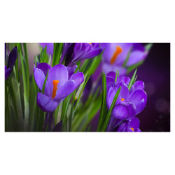 Panou bucatarie, protectie plita, aragaz, antistropire, print UV model Floricele Mov