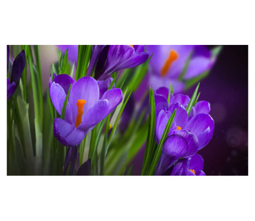 Panou bucatarie, protectie plita, aragaz, antistropire, print UV model Floricele Mov
