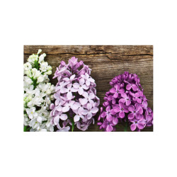 Panou bucatarie, protectie plita, aragaz, antistropire, print UV model 3 Flori de Liliac