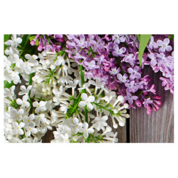 Panou bucatarie, protectie plita, aragaz, antistropire, print UV model Liliac Alb&Mov