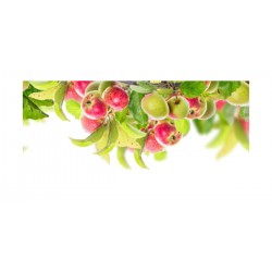 Panou bucatarie, protectie plita, aragaz, antistropire, print UV model Ornament de Fructe