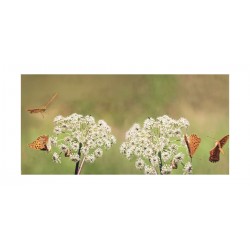 Panou bucatarie, protectie plita, aragaz, antistropire, print UV model Fluturi in Natura