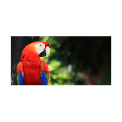 Panou bucatarie, protectie plita, aragaz, antistropire, print UV model Papagal Macaw Rosu
