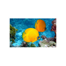 Placa decorativa bucatarie, print UV, Ocean Fish