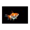 Panou protectie plita, aragaz, print UV, Golden Fish