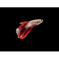 Placari perete din sticla securizata pentru bucatarie, Fish