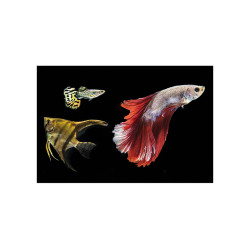 Panou decorativ bucatarie, protectie plita, aragaz, print Uv Fishes