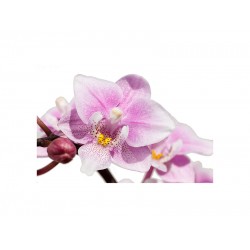 Panou decorativ din sticla securizata protectie plita, antistropire, model Orhidee