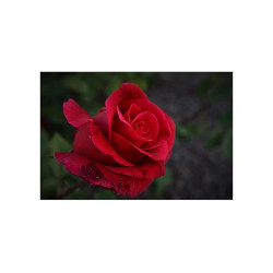 Panou decorativ din sticla securizata protectie plita, antistropire, print Trandafir Rosu