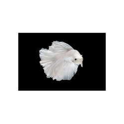 Placa decorativa bucatarie, antistropire, White Fish
